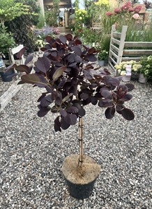 Opstammet parykbusk 'Royal Purple' 50 cm